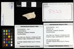 Foto (Objekt + Etiketten) von Pithonoton sp. 